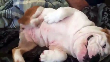 Ему не наливать! Смешные собаки Топ приколы с животными