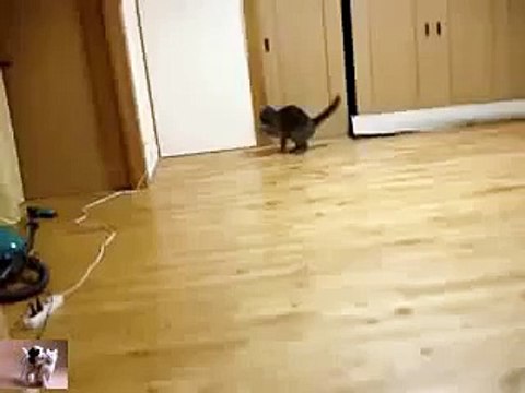 Кот в шоке, приколы с кошками и животными 2015 года