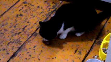 Кошка Муся кушает косточку.Смешные приколы про животных 2015