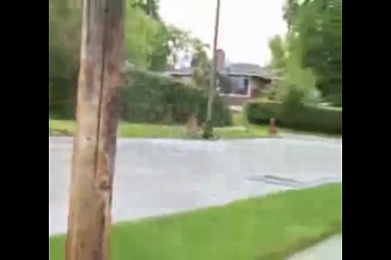 Biggest fights. Mothers vs. lions and wolves