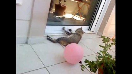 Cat and ballon in tail = explosion