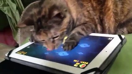 Cat Vs fruit ninja video.The ultimate animal battle.And the winner is