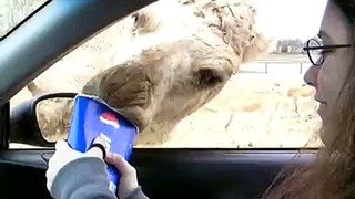 A camel stealing my cup