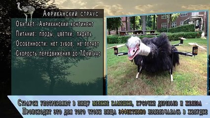 Самая большая птица в мире – 270 cм   Самая большая в мире птица