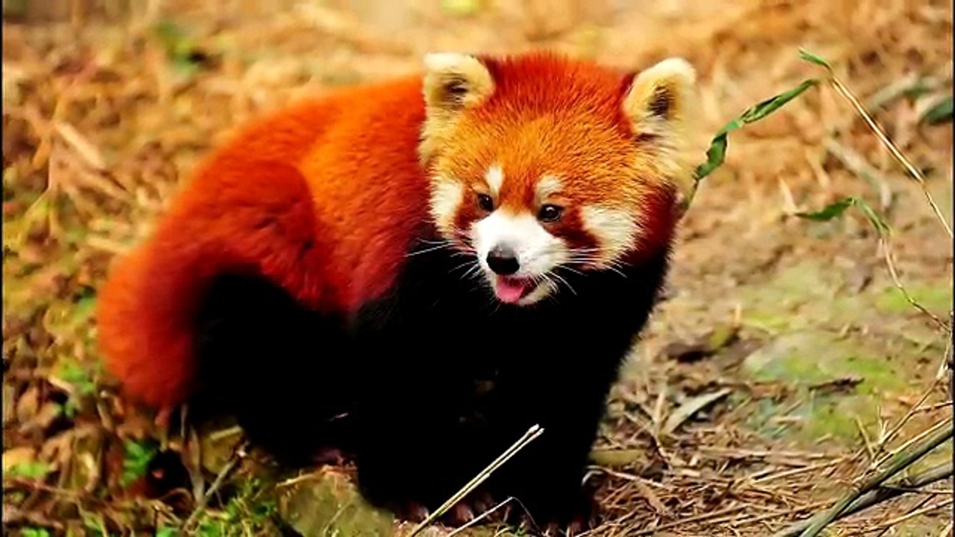 Самые МИЛЫЕ животные!