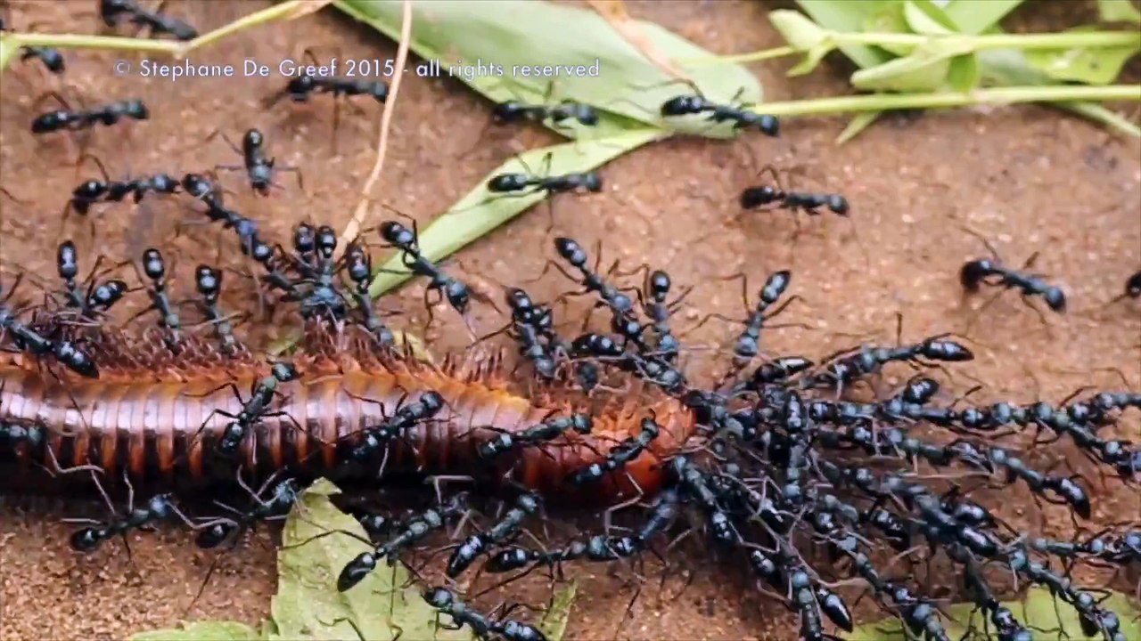 Let's all Pull Together- Team of µTug Microrobots Pulls a Car