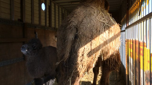 Un bébé chameau est né à Fougerolles-du-Plessis