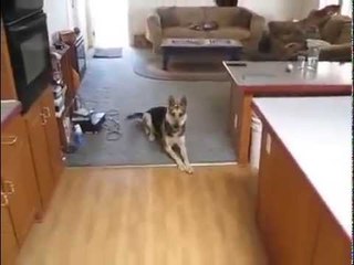 Watch How This Dog Plays Dead, It May Be The Best Ever  So Dramatic!