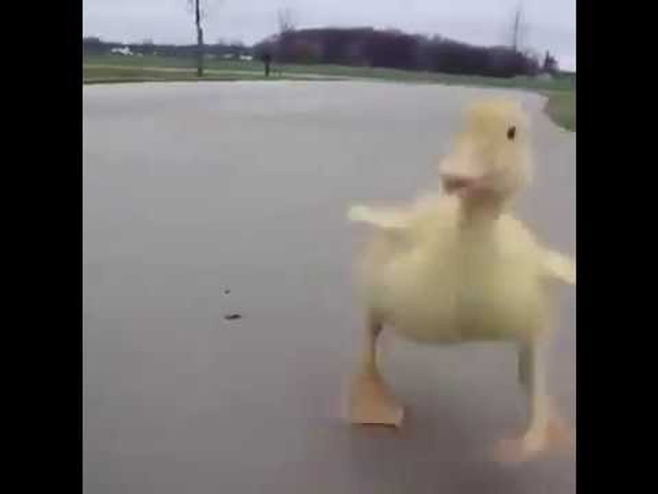 Duck going for a run with his friend