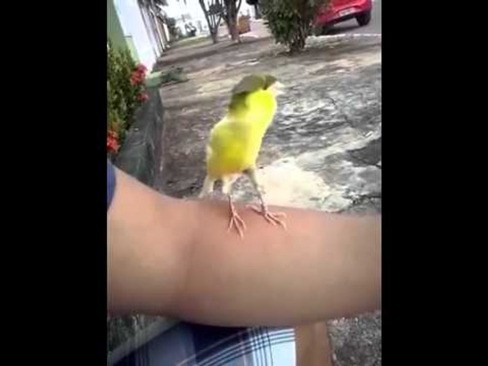 Funniest Bird Sound Ever
