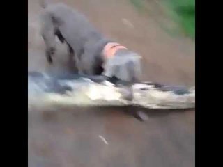 Playing fetch, but he came back with something way bigger