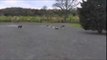 Dogs chasing RC car at the park