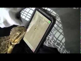 Ant Crusher pro! bearded dragon shows his mad game skills