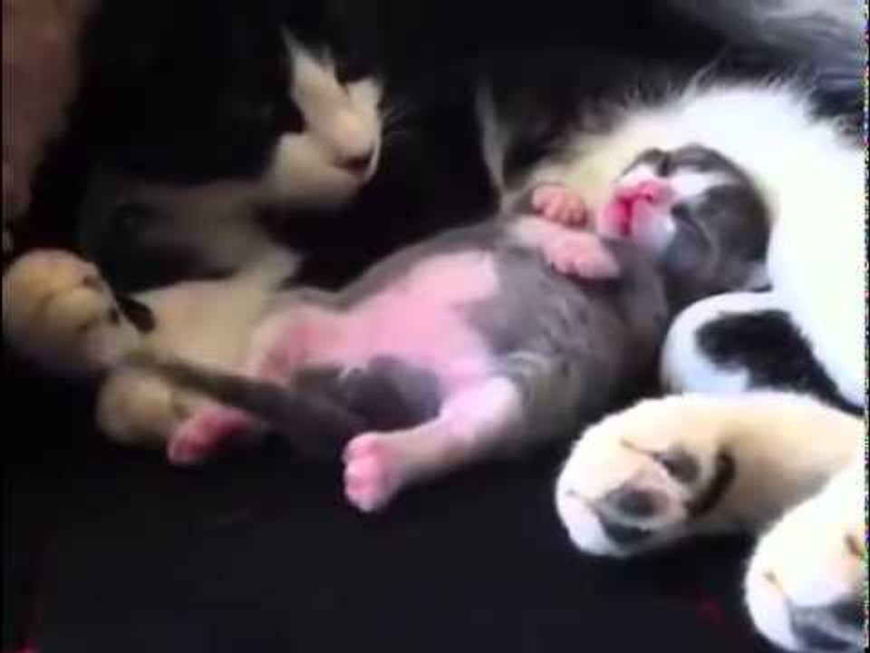 Sleeping Dancing Kitty