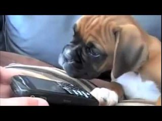Dad Puts Mom On Speakerphone  Now Watch Their Puppy’s Reaction…