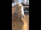 Dog tasting lemon for the first time!