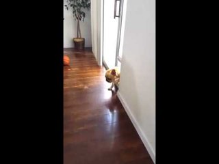 Guilty French bulldog avoids an awkward situation