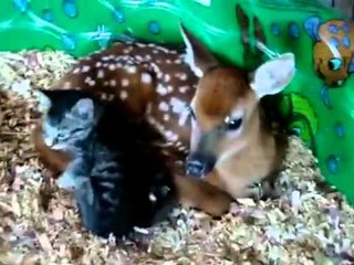 Baby deer & baby Kitten in love