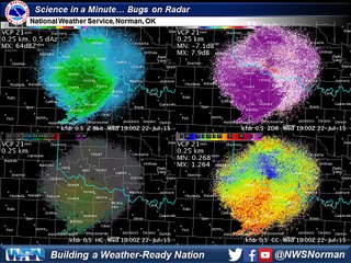 Science in a Minute: Bugs on Radar