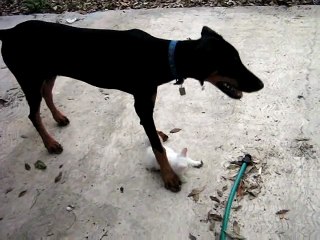 Cat protects her kitten from doberman.