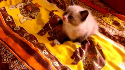 CUTE KITTEN REACTS TO SCARY (Vacuum Cleaner)  -@