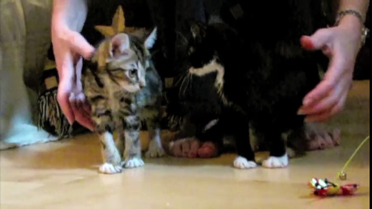 fainting goat kittens - original video