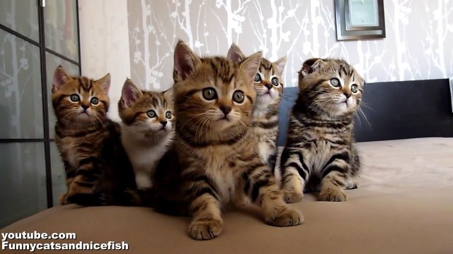 Funny Cats Choir Dancing Chorus Line of Cute Kittens