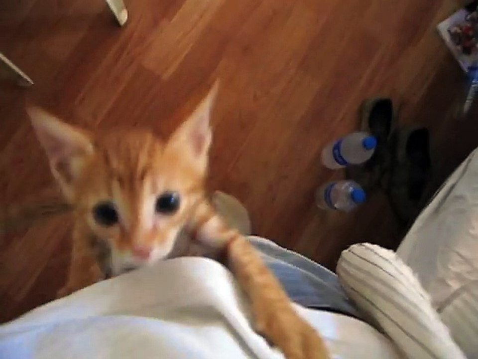 Hungry Kitten