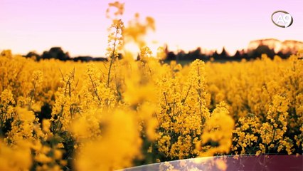 Dünya bir imtihan yeridir