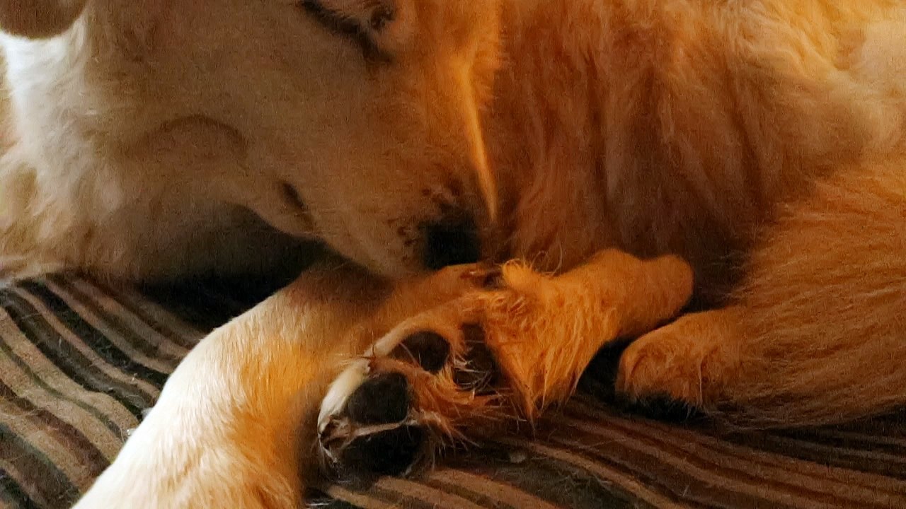 Maple the guard dog stays in to do her nails.