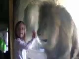 Lion Gives A Fright After Little Girl Blows A Kiss