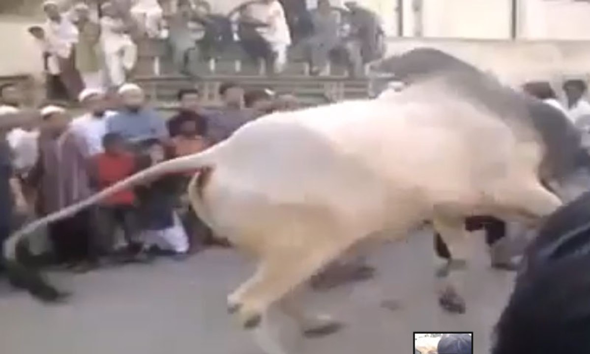 MY Bull Run Before Qurbaani-Top Funny Videos-Top Funny Pranks-Funny Fails-ZaidAliT Videos-Viral Videos-WhatsApp Videos