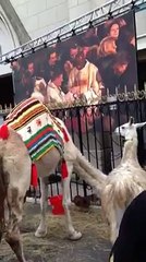 DAILYMOTION MESSE DES ANIMAUX