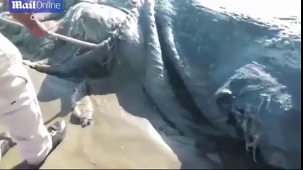 Une immense bête inconnue échouée sur une plage touristique ?