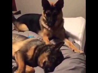 When you want to play but your buddy is sleeping