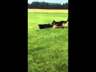 A beautiful mama German Shepherd playing with her babies