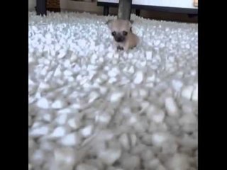 This must be the smallest dog on earth!