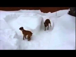 Dog tricks puppy not once, but twice!