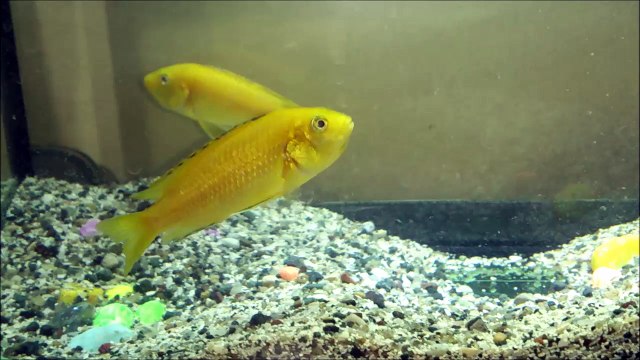 3 Sarı Prensesin de Ağzı Yavru Dolu