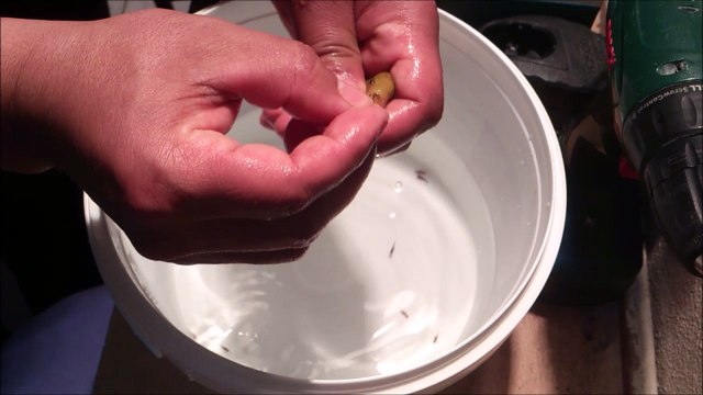 3 Sarı Prenses'ten 53 Yavru Aldık - Sarı Prenses Kusturma