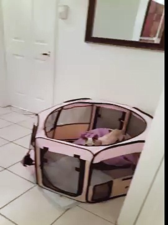 cat helps puppy escape!