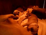 American Pit Bull Terrier Puppies #3