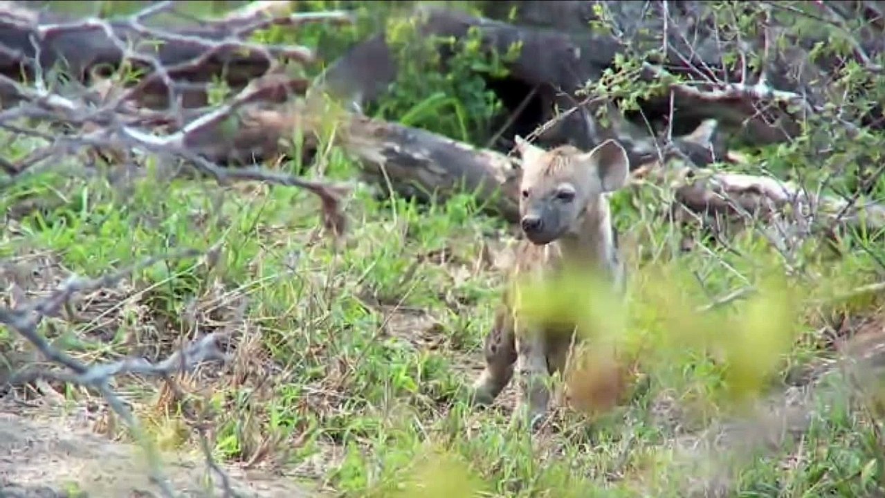 3-14-16 Sunset hyena den visit