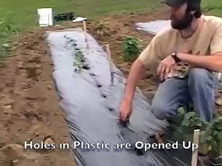 Planting Sweet Potatoes