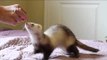 Ferrets Perform Lots of Cute Tricks