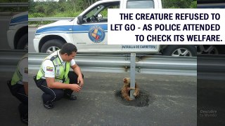 Little sloth rescued in the middle of a highway (perezoso es rescatado)