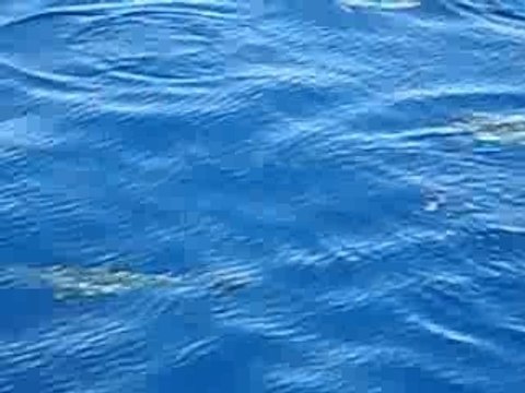 Dauphins - Safaga (Egypte)