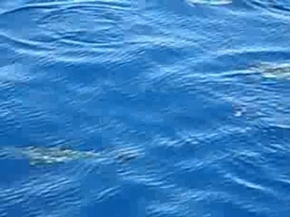 Dauphins - Safaga (Egypte)