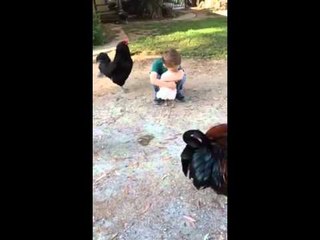 Embrace the roosters envied