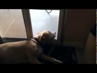 Lazy dog isn't bothered by the automatic doggy door